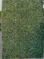 Greenery Wall Background