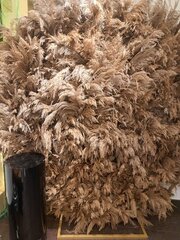 Round Pompas Grass Wall
