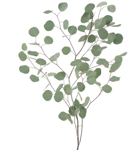 Silver Dollar Eucalyptus Filler Silver Dollar Eucalyptus Filler