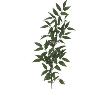 Ruscus Filler Ruscus Filler