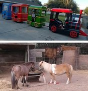 Train and Pony Rides Train and Pony Rides