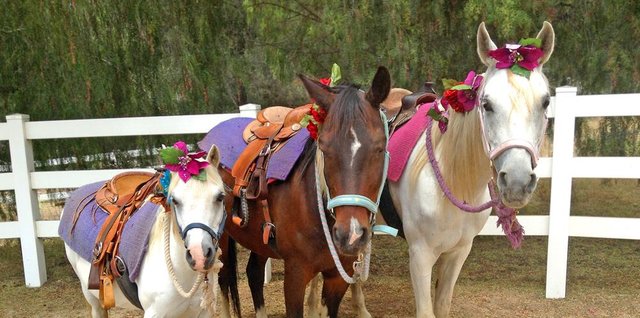 Pony Rides & Petting Farm Pony Rides & Petting Farm
