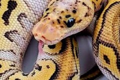 Exotic Animal Show Exotic Animal Show