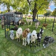 Petting Zoo Petting Zoo