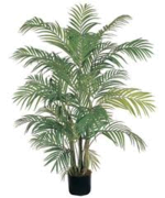 Palm Plant, 5'