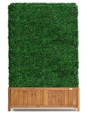 Quantity of 4 Boxwood Hedges (4W x 6.5H)