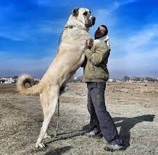 kurdish kangal kurdish kangal