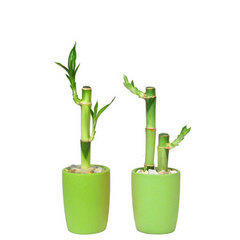 Lucky Bamboo Sticks Lucky Bamboo Sticks