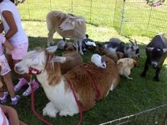Deluxe Petting Farm Deluxe Petting Farm