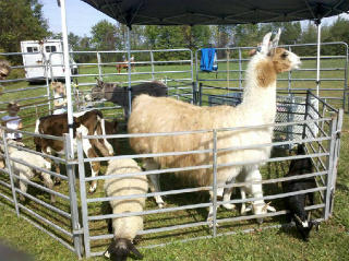 Standard Petting Farm Standard Petting Farm