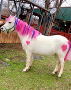 Add Mane and Tail Pony Paint Add Mane and Tail Pony Paint