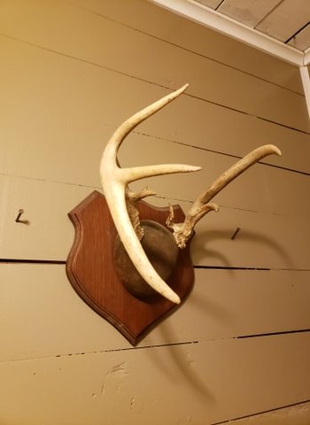 Odd-Ball Antler Set