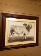 Brahman Drawing