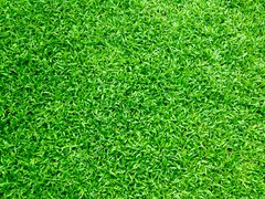 Grass Grass