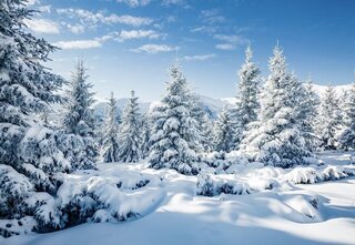 BD-Snowy Tree