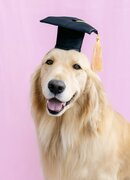 Graduation  Graduation