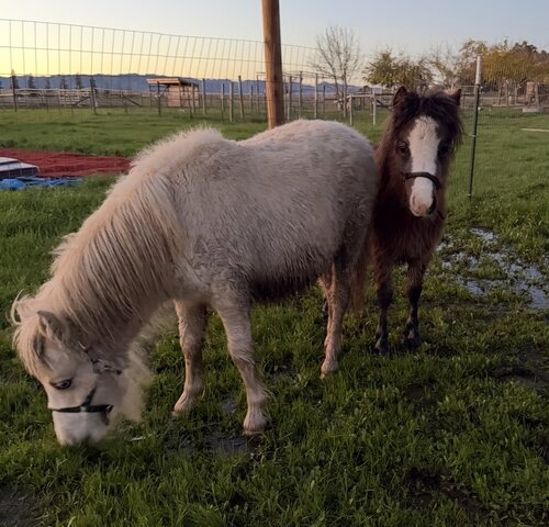 Mini Pony Mini Pony