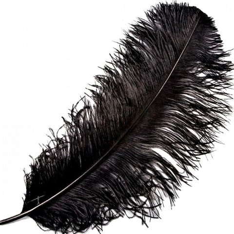 Feather - Ostrich Feather - Black