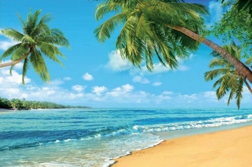 Backdrop - Beach - Tropical