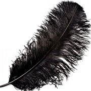 Black Ostrich Feather