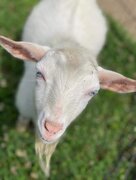 Petting Miniature Pigmy Goat