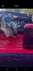 Sylvester The Bull