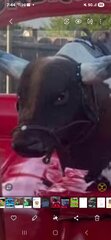 Brandon The Bull