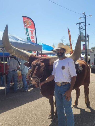 Watusi Steer Longhorn Photos Watusi Steer Longhorn Photos