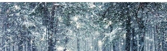 20ft Winter Forest Backdrop with Professional Stand 20ft Winter Forest Backdrop with Professional Stand
