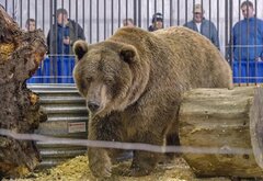Bear Educational Show