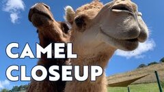 Camel Exhibit