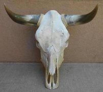 Real Cow Skulls Western Decor Starting at  . . .