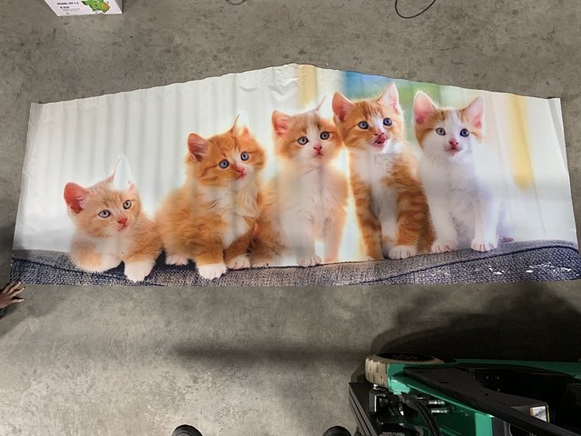 Kitty Cats Panel