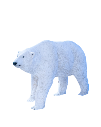 Polar Bear Walking 