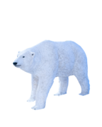 Polar Bear Walking 