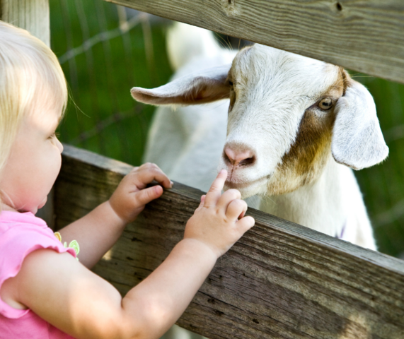 Petting Zoo