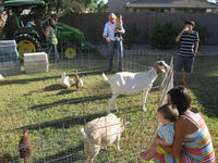 Petting Zoo Rentals