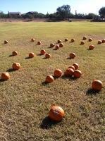 Have a Pumpkin Patch at your school