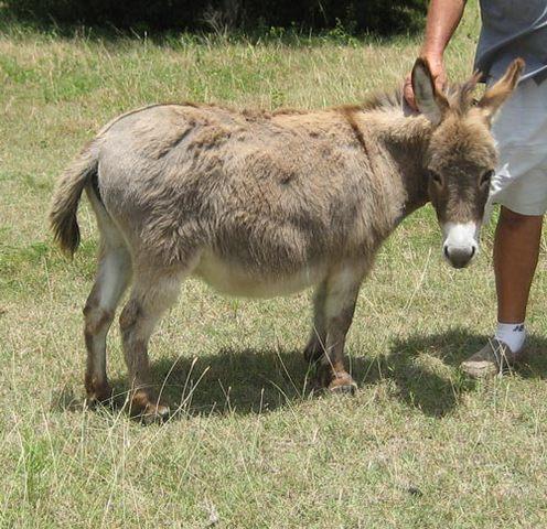 Zoom Bomb Donkey Visit