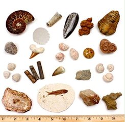 Fossils and Rocks