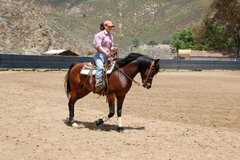 Arabian Horses