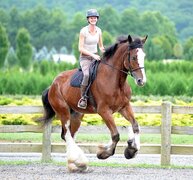 Clydesdales
