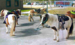 Pony Rides & Pony Sweep