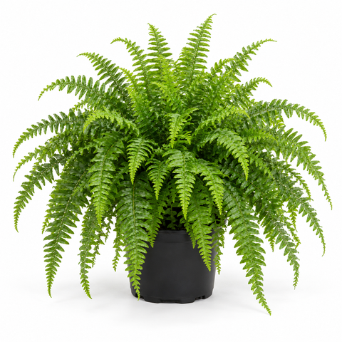 Stage Ferns