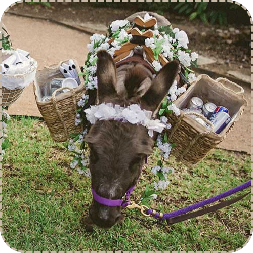 Beer Donkey carrying drinks at an outdoor event