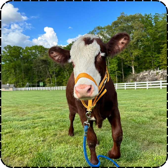 A fun family day out at The Little Farm