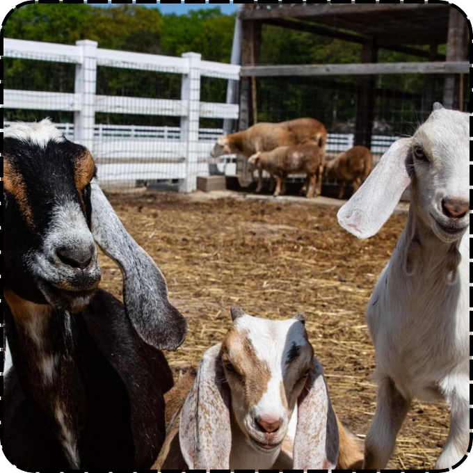 Children feeding farm animals at The Little Farm