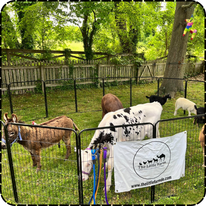 Petting zoo experience with goats and farm animals