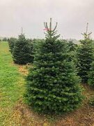 2024 PREMIUM Christmas Trees