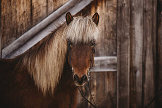Pony Rides